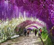 Tour Đi Nhật Bản 4 Ngày 3 Đêm Từ TP.HCM Bay VN Giá Rẻ